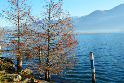 Tree by lake against sky