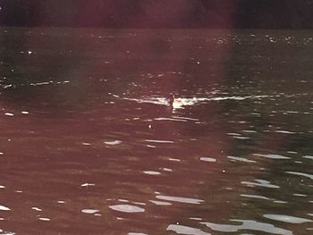 Full frame shot of swimming in lake