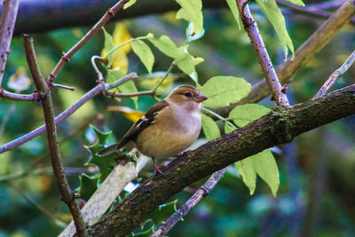 Close-up of bird perching on tree