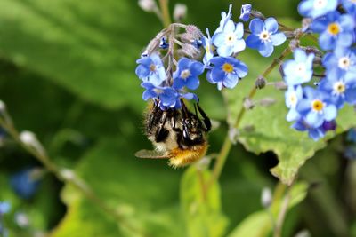 Close-up of bee pollinating on purple flower