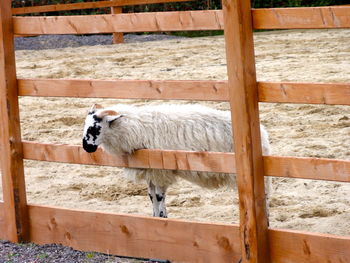 Side view of a sheep against fence