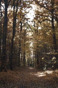 Trees in forest