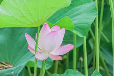 Close-up of pink water lily