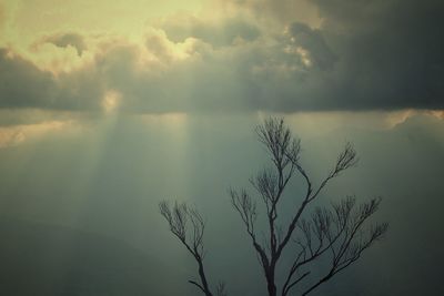 Scenic view of tree against sky