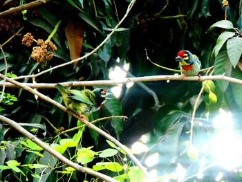 Close-up of bird perching on branch