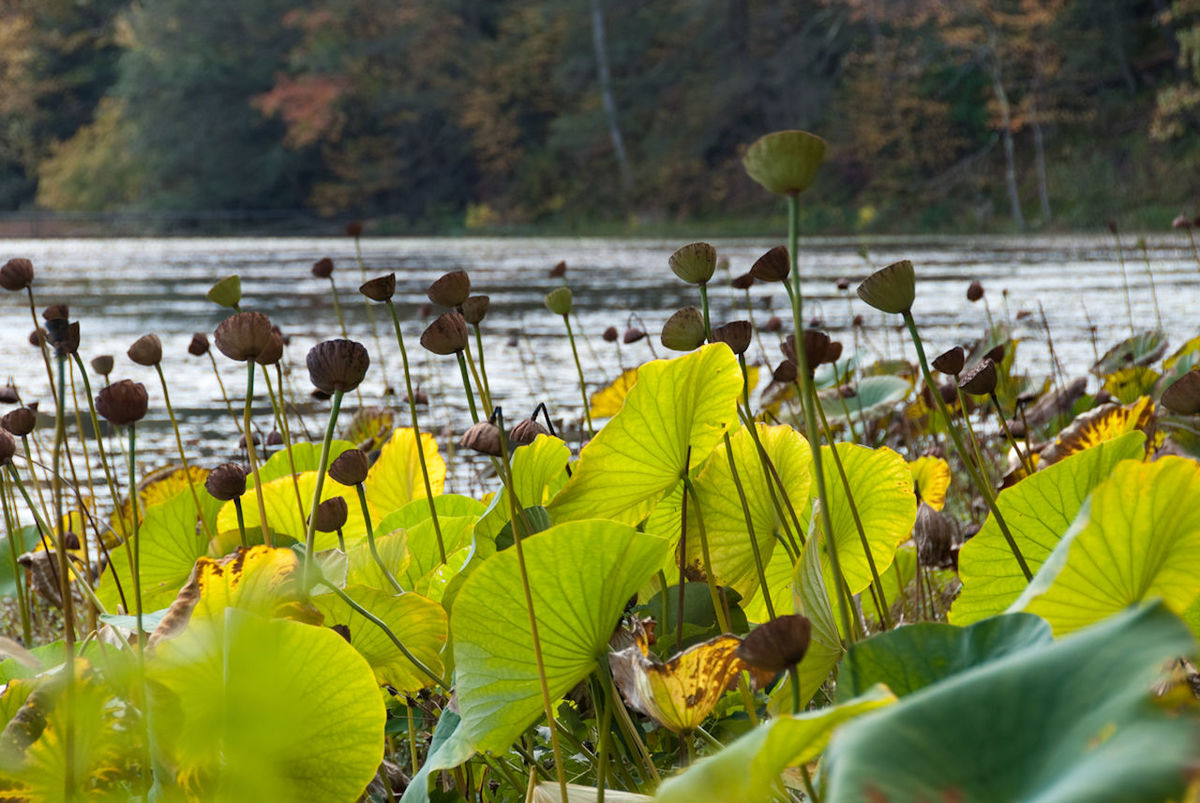 IInnisfree Garden, Millbrook, NY, USA