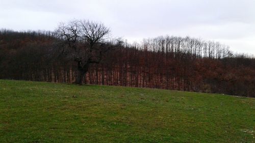 Bare trees on field against sky