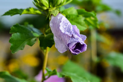 Close-up of purple flowering plant