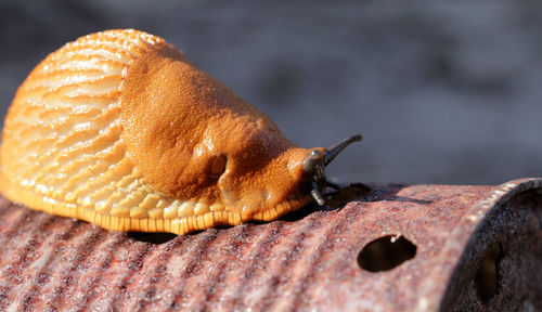 Close-up side view of snail