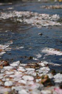 Surface level of pebbles in water