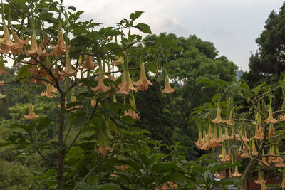 Close-up of fresh green plants and trees against sky