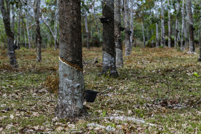 Trees on field in forest