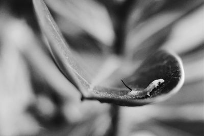Close-up of insect on flower