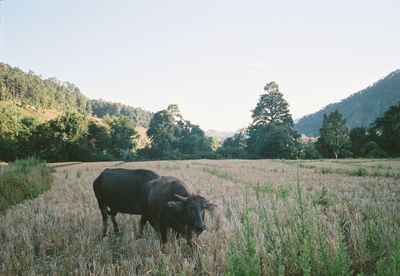 Horse in a field