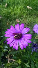 Close-up of honey bee on purple coneflower