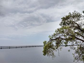 Tree by lake against sky