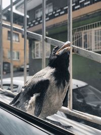 Close-up of bird perching on railing