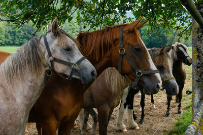 Horses in ranch