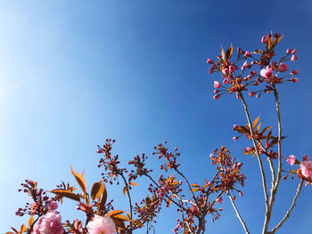 Low angle view of cherry blossoms against blue sky