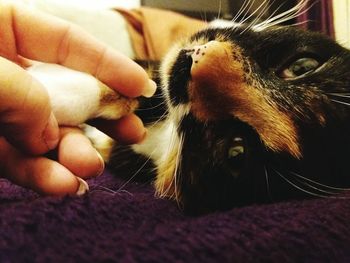 Close-up of hand holding cat