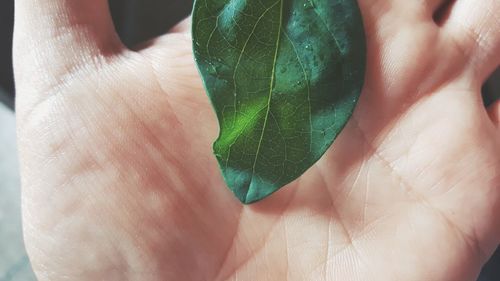 Close-up of person hand