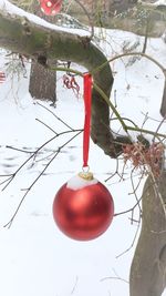 Close-up of christmas tree in winter