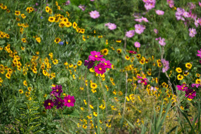 Close-up of pink flowers blooming in field