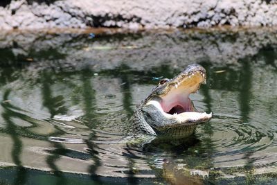 Close-up of duck swimming in lake
