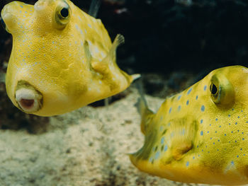 Close-up of fish swimming in sea