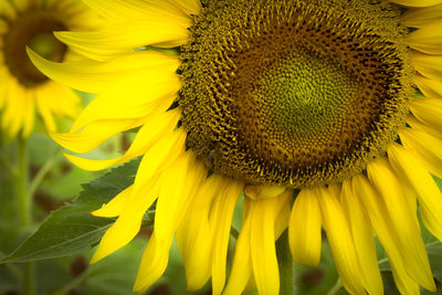 Close-up of bee on sunflower