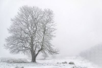 Bare tree on snow covered field against sky