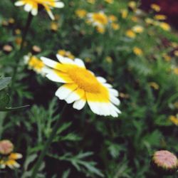 Close-up of yellow flower