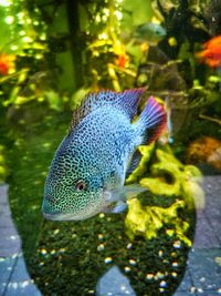 View of fish swimming in aquarium