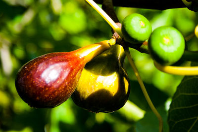 Close-up of fruits growing on tree