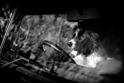 Dog looking through car windshield
