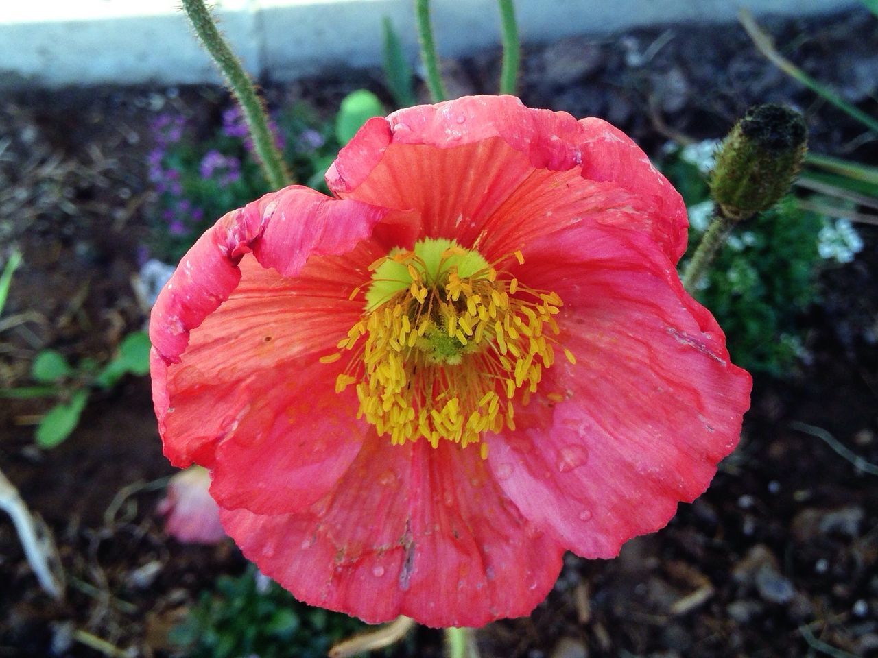 flower, petal, freshness, flower head, red, fragility, growth, focus on foreground, close-up, beauty in nature, blooming, plant, nature, single flower, pollen, in bloom, day, stamen, outdoors, no people