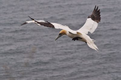 Close-up of a gannet flying over the sea
