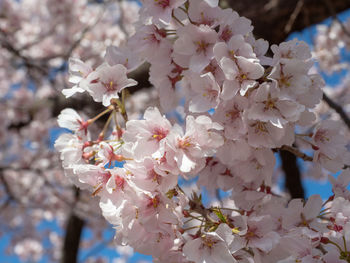 Close-up of white cherry blossom tree