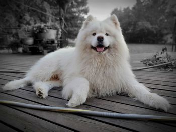 Portrait of white dog sitting