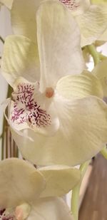 Close-up of white flower pot