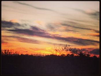 Silhouette of trees at sunset