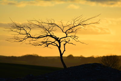 Silhouette tree against sky during sunset