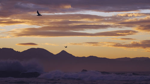 Silhouette of seagull flying over sea against sky