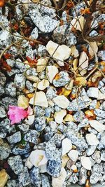 High angle view of stones on rock