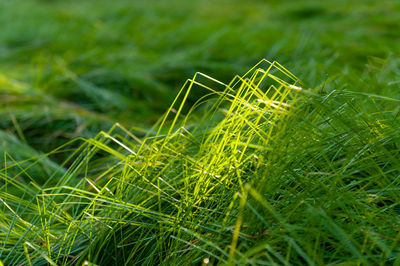 Close-up of crops growing on field