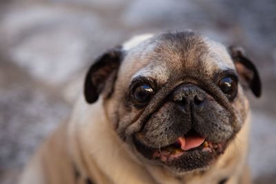 Close-up portrait of dog