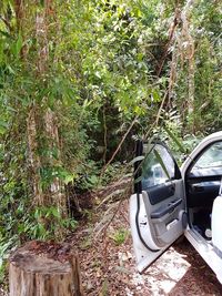 Close-up of car on tree in forest