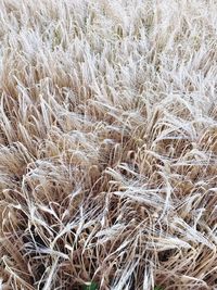 Full frame shot of wheat field