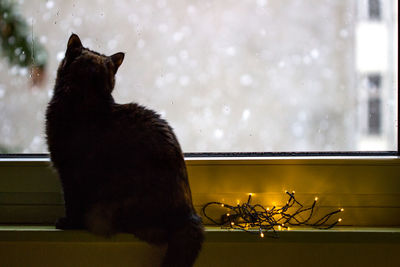 Cat on window at night