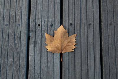 Close-up of autumn leaf on wooden plank